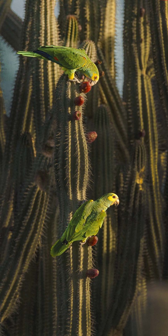 Bonaire