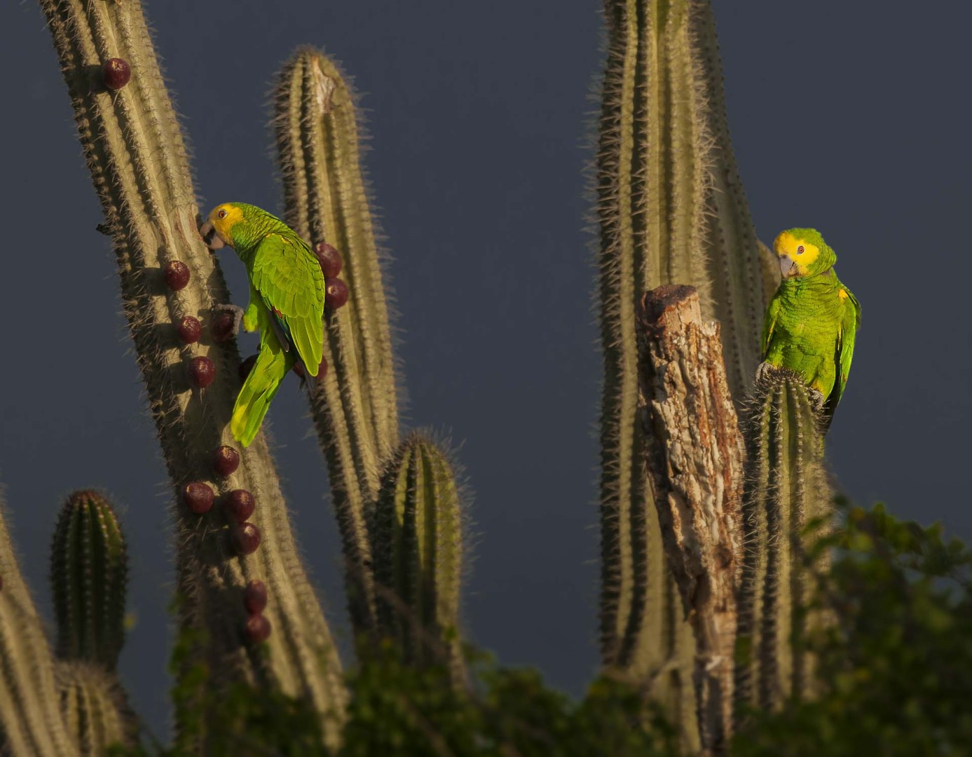 Bonaire