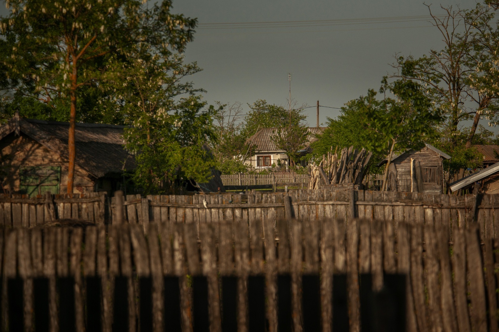 Roemenië, Donau Delta, Letea