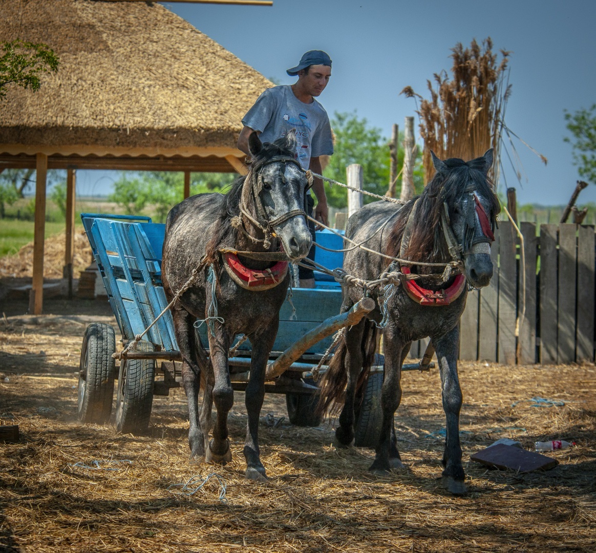 Roemenië, Donau Delta, Letea