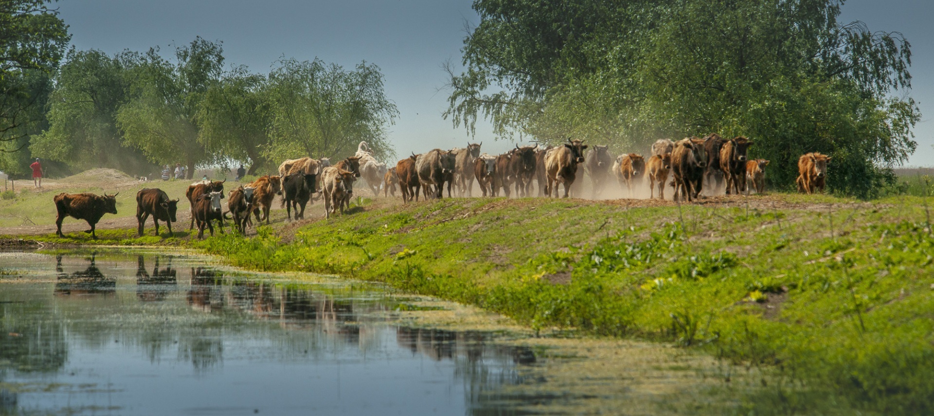 Roemenië, Donau Delta, Letea