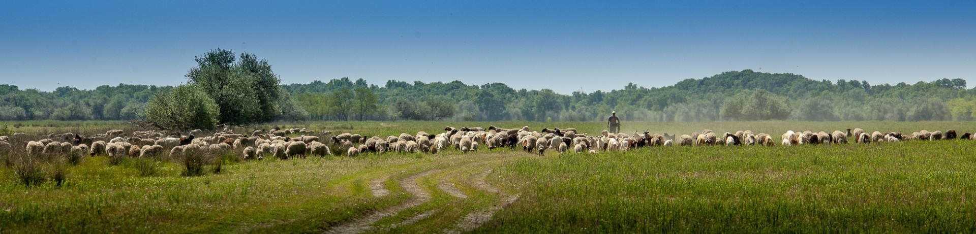 Roemenië, Donau Delta, Letea