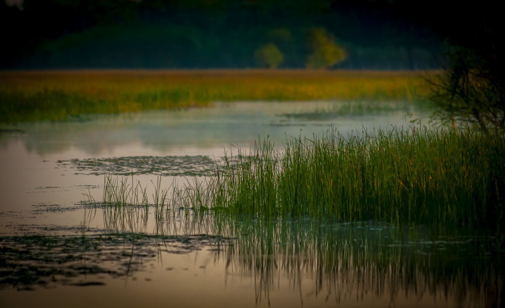 Roemenië, Donau Delta, Letea