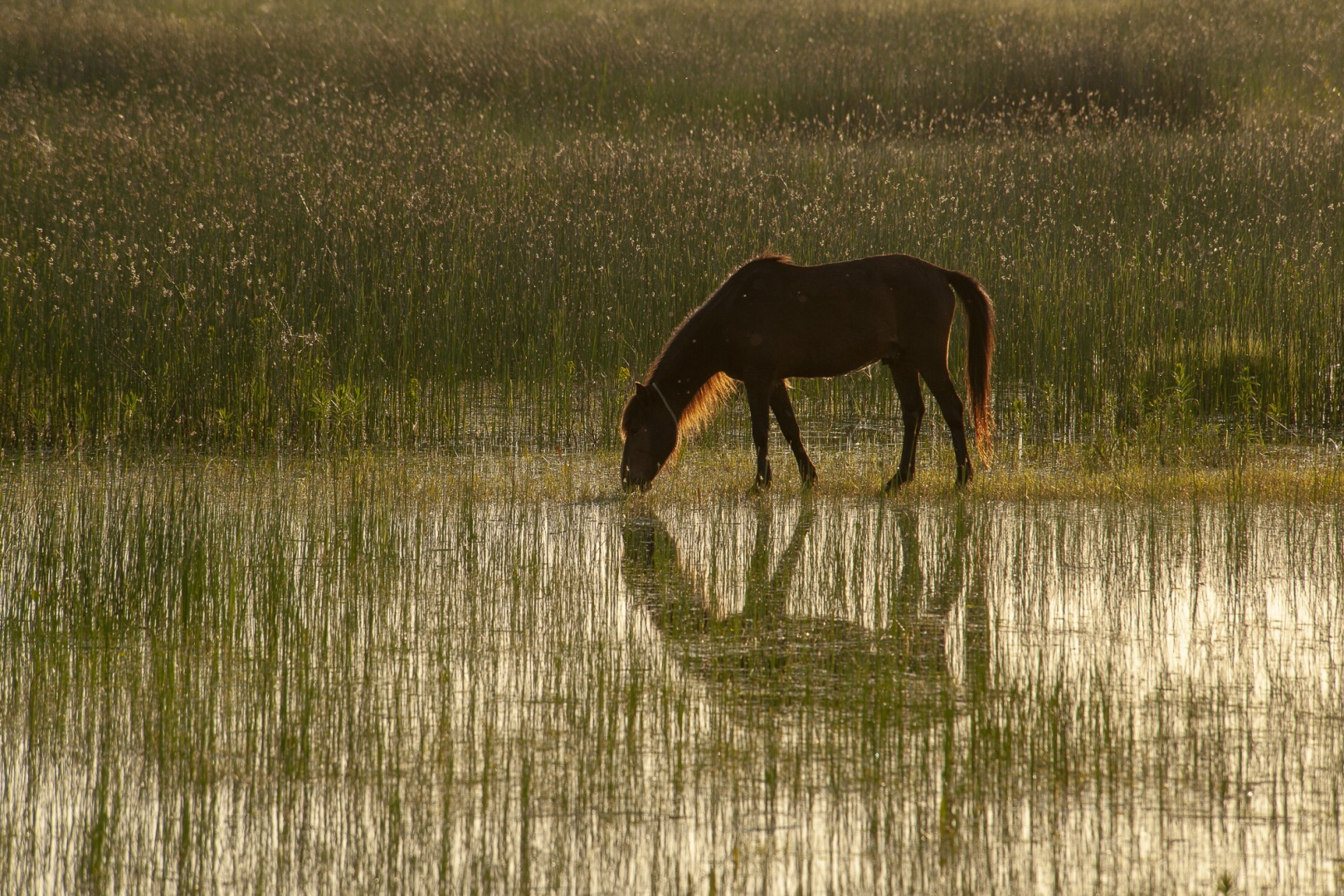 Roemenië, Donau Delta, Letea