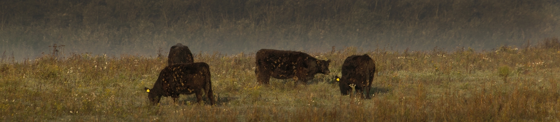 20111016-Maas-013-kopieren