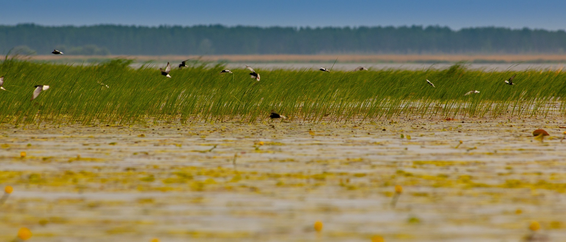 Roemenië, Donau Delta, Sfistofca