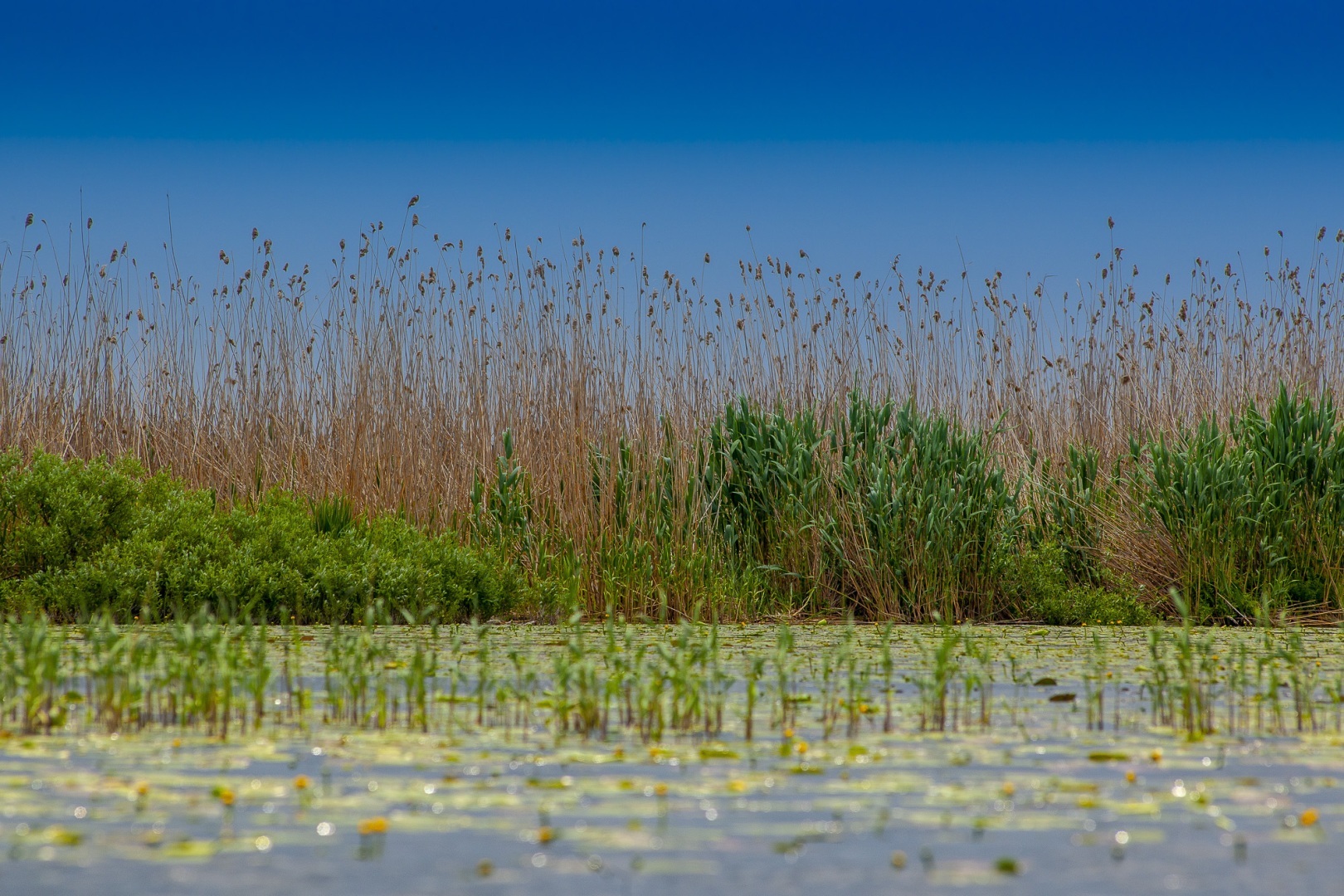 Roemenië, Donau Delta, Sfistofca