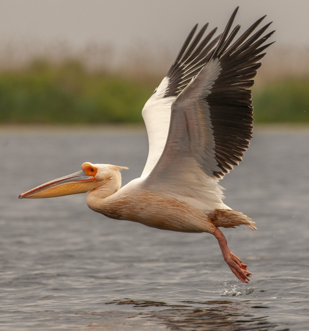 Roemenië, Donau Delta, Sfistofca