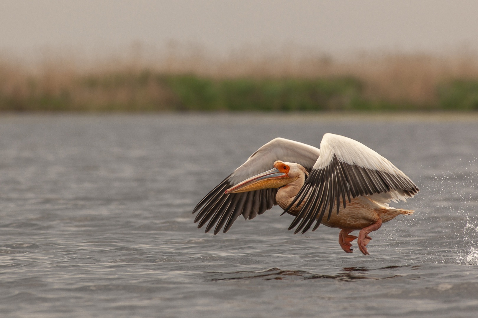 Roemenië, Donau Delta, Sfistofca