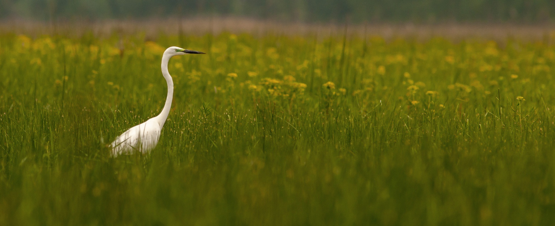 Roemenië, Donau Delta, Sfistofca