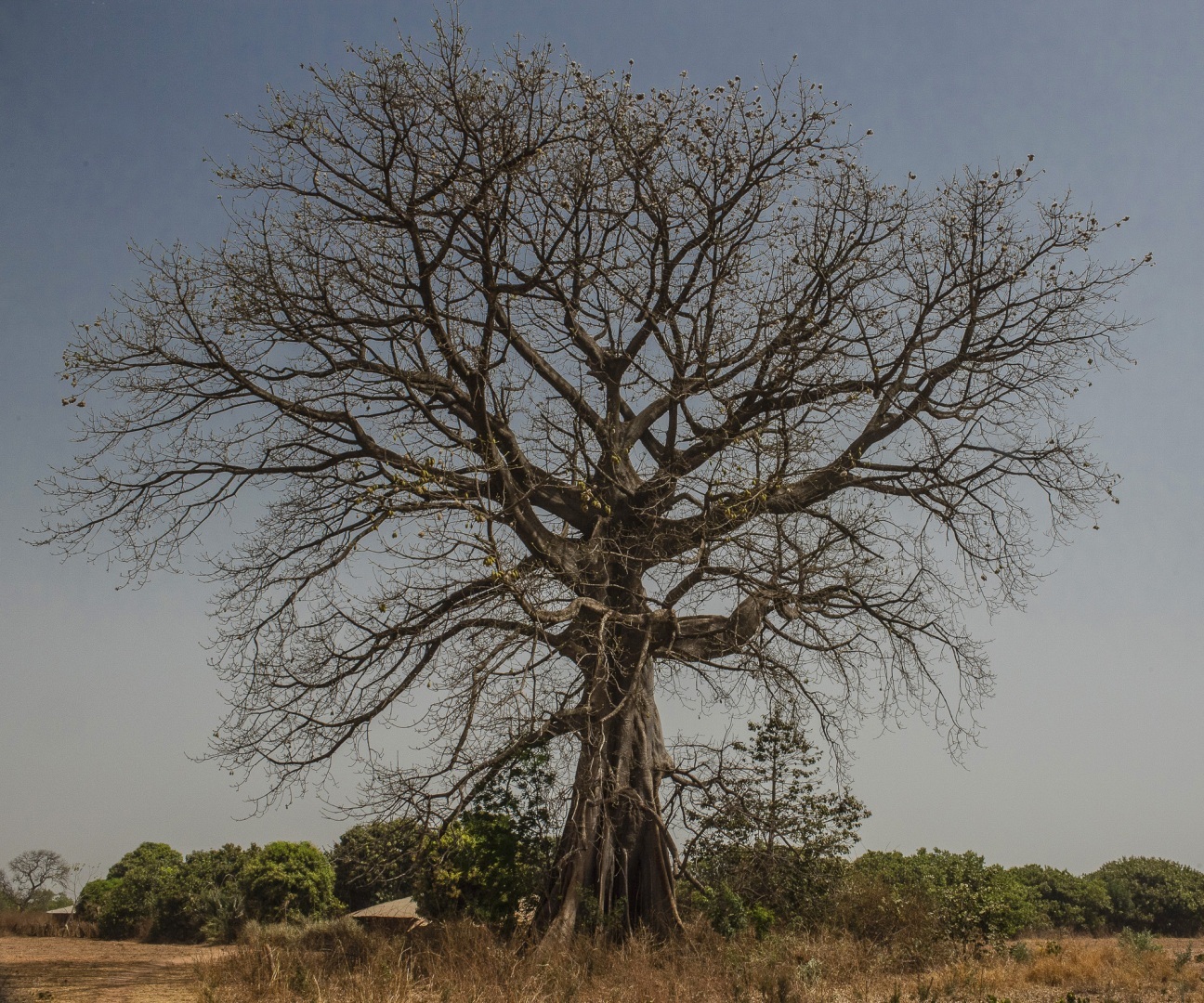 The fascinating journey from Gunjur to Bassé